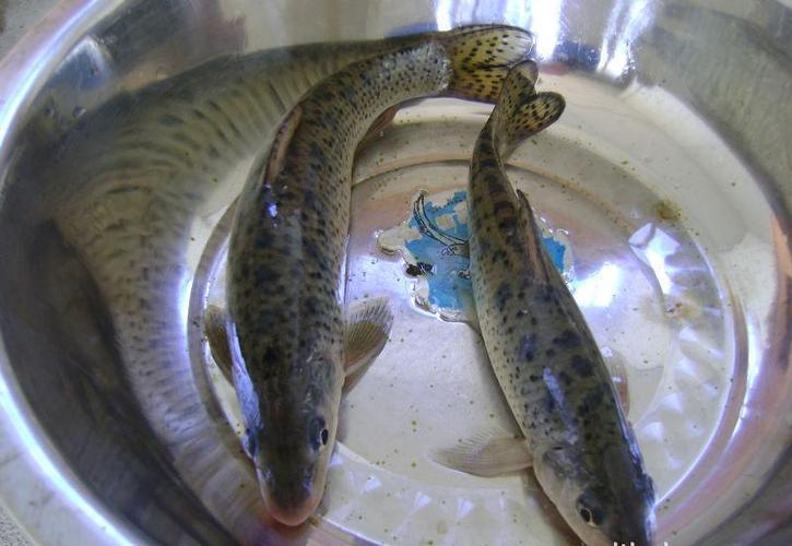 湖州织里皋鑫水产养殖专业合作社提供的加洲鲈鱼