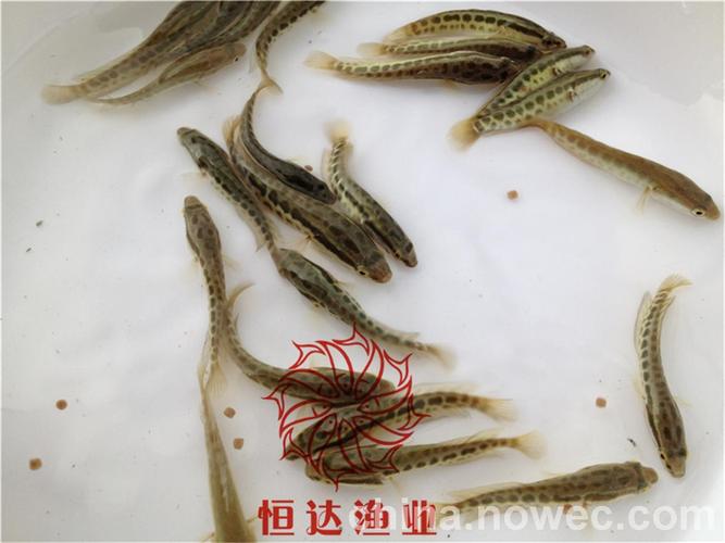 杂交显优势,利润或可期——淡水黑鲷 宝石鲈,水产养殖新品种"胜斑鱼"